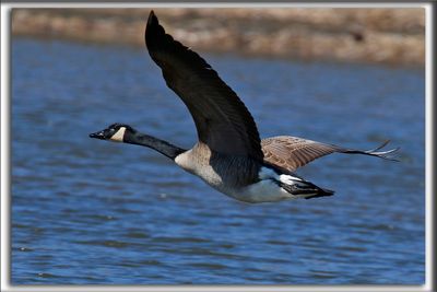 BERNACHE DU CANADA   /   CANADA GOOSE