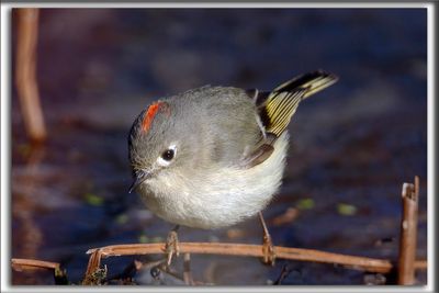 ROITELET  COURONNE RUBIS, mle   /   RUBY-CROWNED  KINGLET, male    _HP_7304b