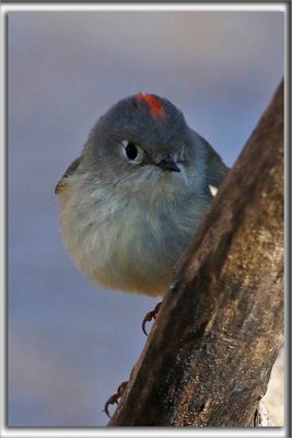 ROITELET  COURONNE RUBIS, mle   /   RUBY-CROWNED  KINGLET, male    _HP_7288b
