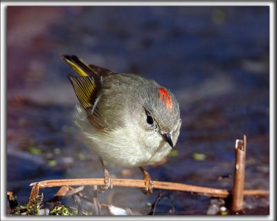 ROITELET  COURONNE RUBIS, mle   /   RUBY-CROWNED  KINGLET, male    _HP_7299a