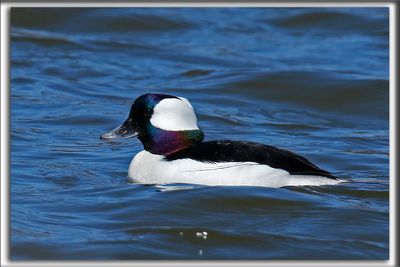 PETIT GARROT   /   BUFFLEHEAD