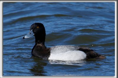 FULIGULE MILOUINAN   /  GREATER SCAUP