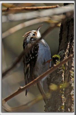 GRIMPEREAU BRUN  /  BROWN CREEPER     _HP_7101b