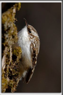 GRIMPEREAU BRUN  /  BROWN CREEPER