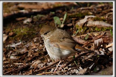 GRIVE  JOUES GRISES  /  GRAY-CHEEKED THRUSH   _HP_7143a