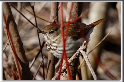 GRIVE  JOUES GRISES  /  GRAY-CHEEKED THRUSH