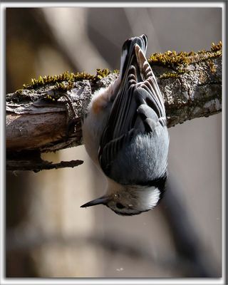 SITTELLE  POITRINE BLANCHE  /  WHITE-BREASTED NUTCHATCH     _HP_7217a