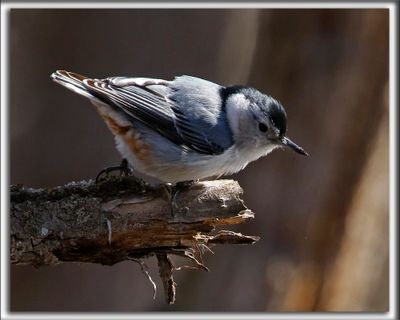 SITTELLE  POITRINE BLANCHE  /  WHITE-BREASTED NUTCHATCH     _HP_7238a