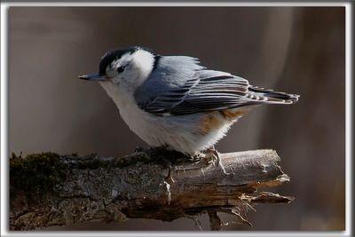 SITTELLE  POITRINE BLANCHE  /  WHITE-BREASTED NUTCHATCH