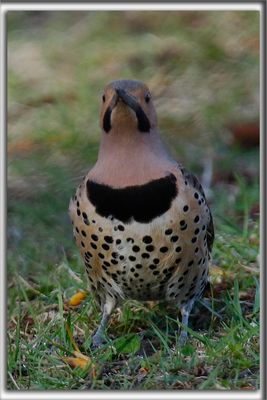 PIC FLAMBOYANT, mle   /  NORTHERN FLICKER, male    _HP_8475aa
