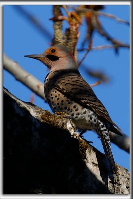 PIC FLAMBOYANT, mle   /  NORTHERN FLICKER, male    _HP_8522aa