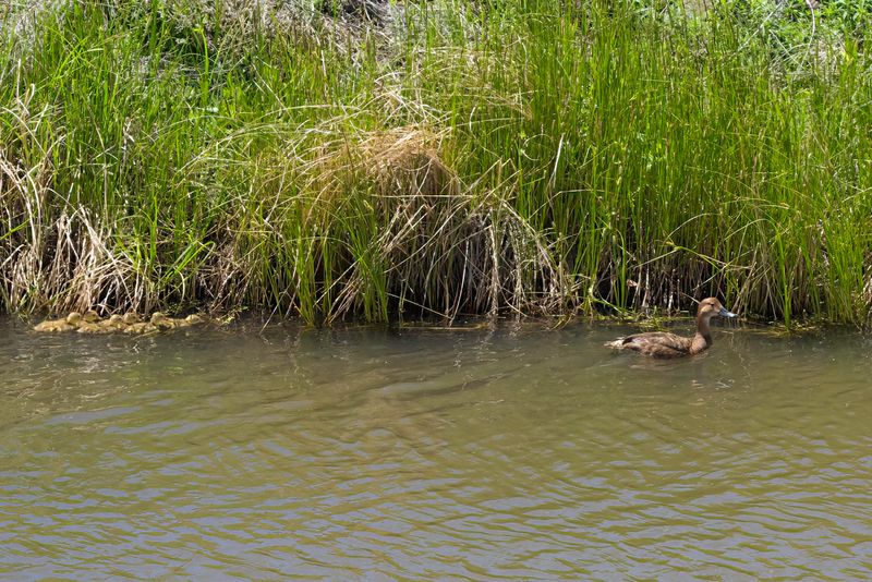 Alamosa National Wildlife Refuge