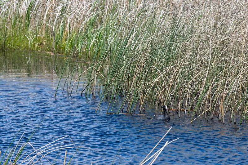 Monte Vista National Wildlife Refuge