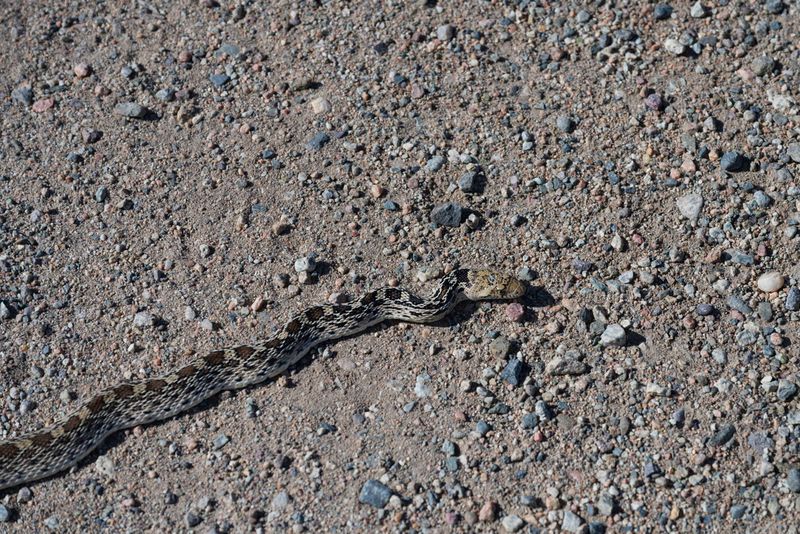 Alamosa National Wildlife Refuge