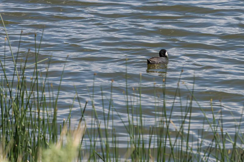 Alamosa National Wildlife Refuge