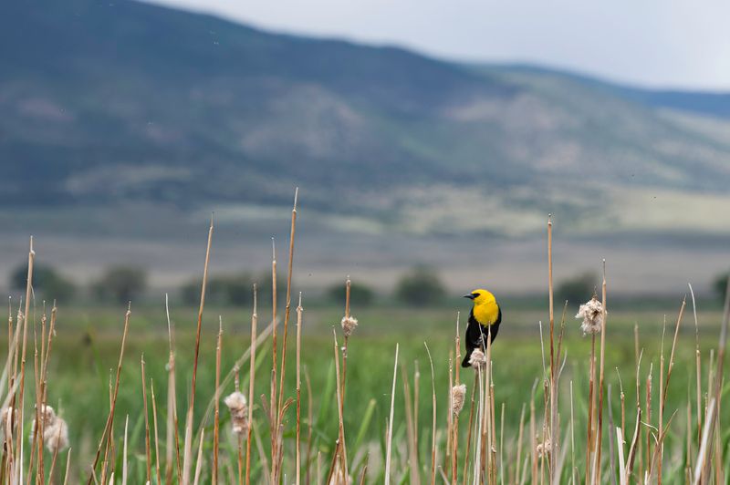 Monte Vista National Wildlife Refuge
