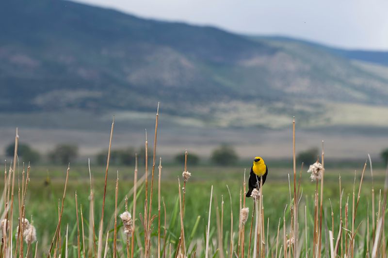 Monte Vista National Wildlife Refuge