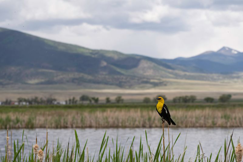 Monte Vista National Wildlife Refuge