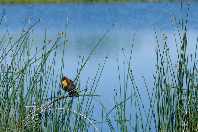 Monte Vista National Wildlife Refuge