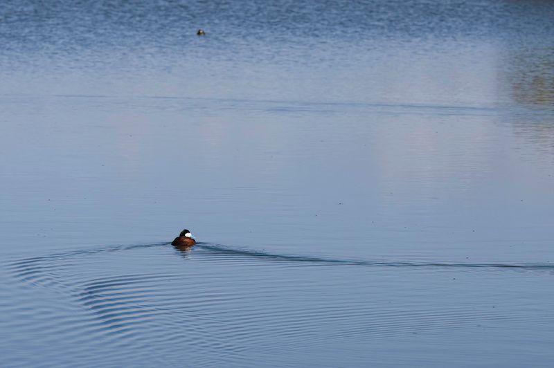 Monte Vista National Wildlife Refuge