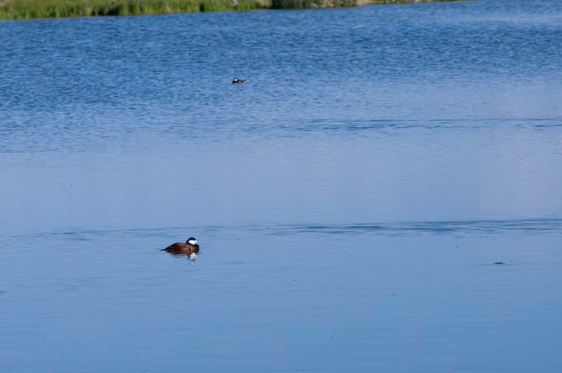 Monte Vista National Wildlife Refuge