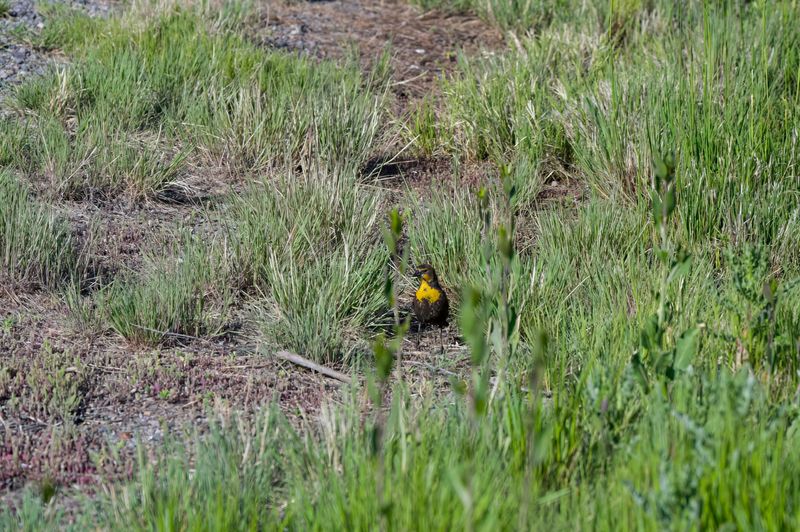 Monte Vista National Wildlife Refuge