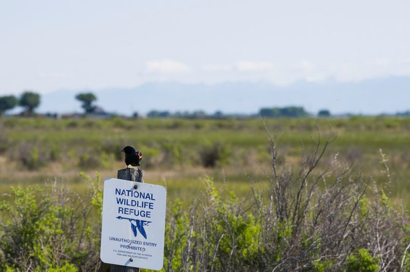 Monte Vista National Wildlife Refuge