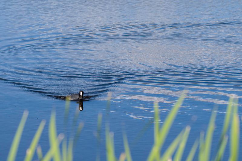 Monte Vista National Wildlife Refuge
