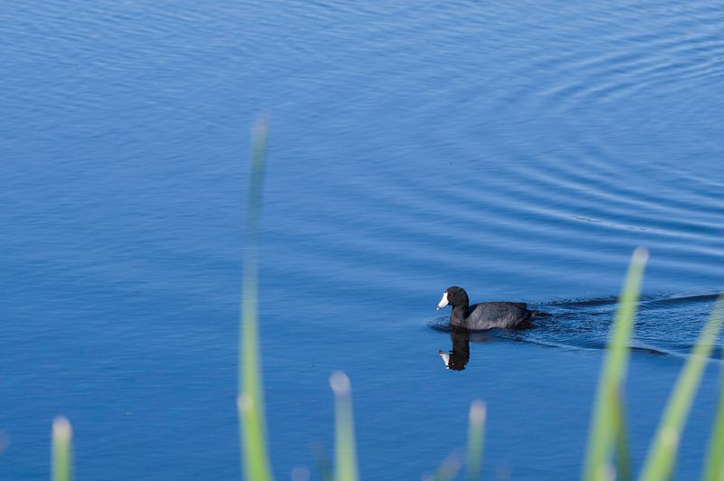 Monte Vista National Wildlife Refuge