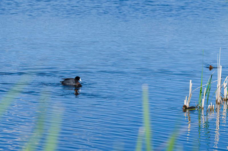 Monte Vista National Wildlife Refuge