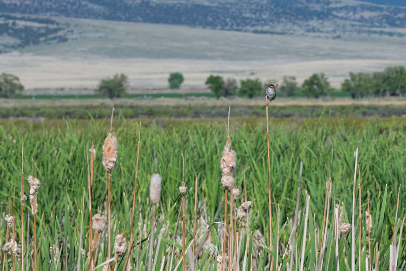 Monte Vista National Wildlife Refuge