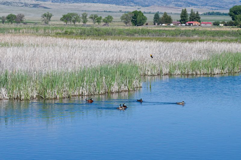 Monte Vista National Wildlife Refuge