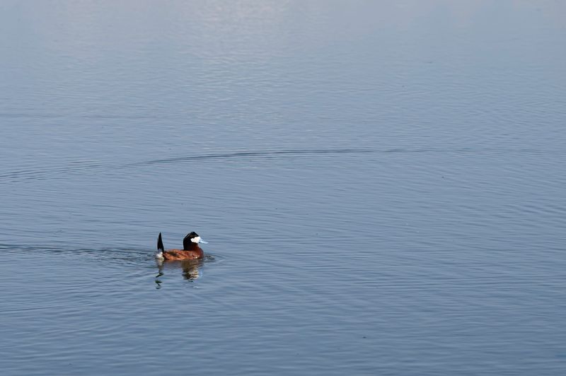 Monte Vista National Wildlife Refuge