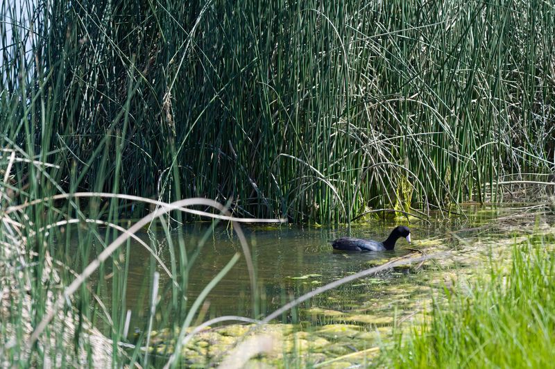 Monte Vista National Wildlife Refuge
