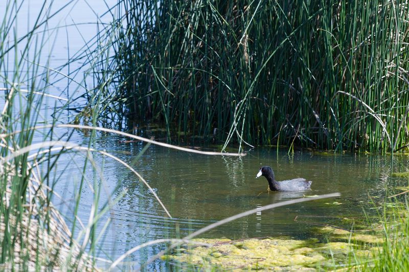 Monte Vista National Wildlife Refuge