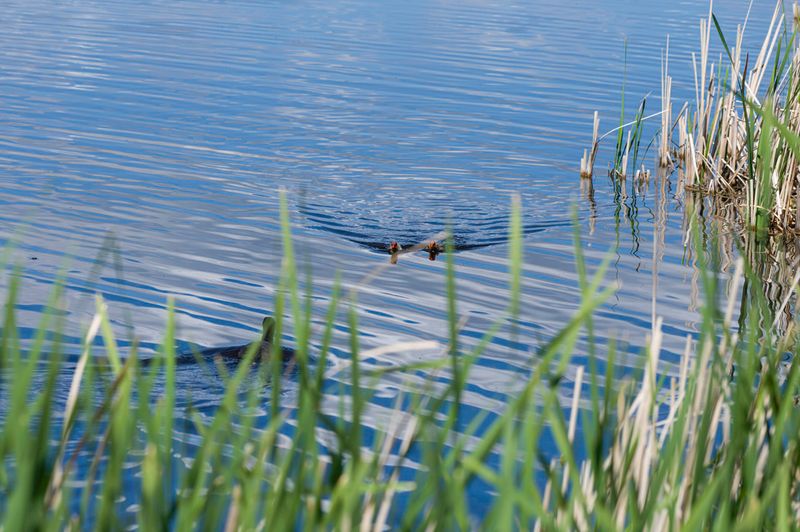 Monte Vista National Wildlife Refuge