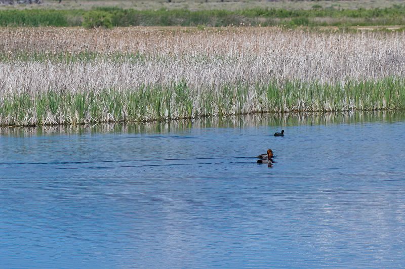 Monte Vista National Wildlife Refuge