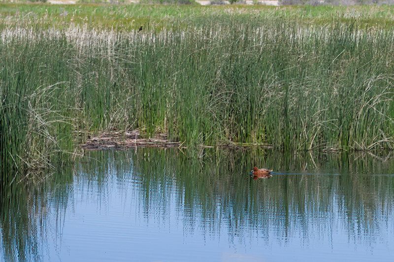 Monte Vista National Wildlife Refuge