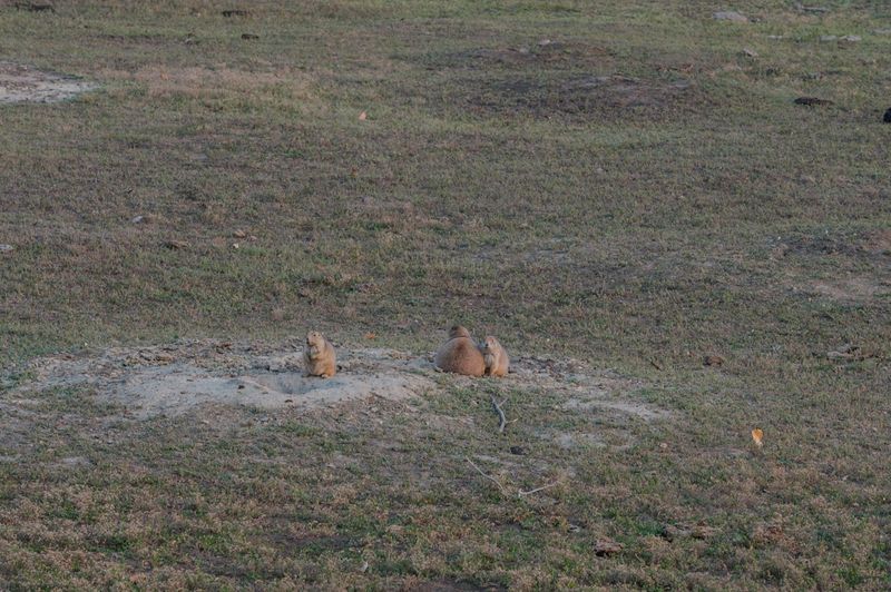 Theodore Roosevelt National Park South Unit