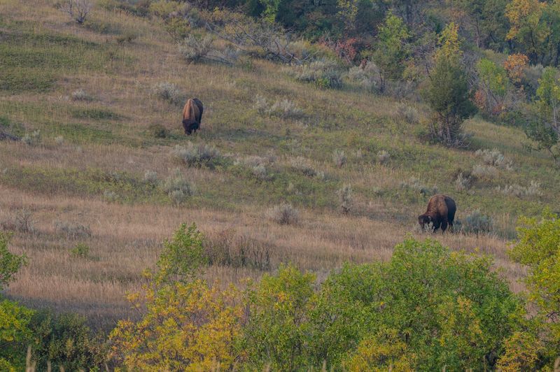 Theodore Roosevelt National Park South Unit
