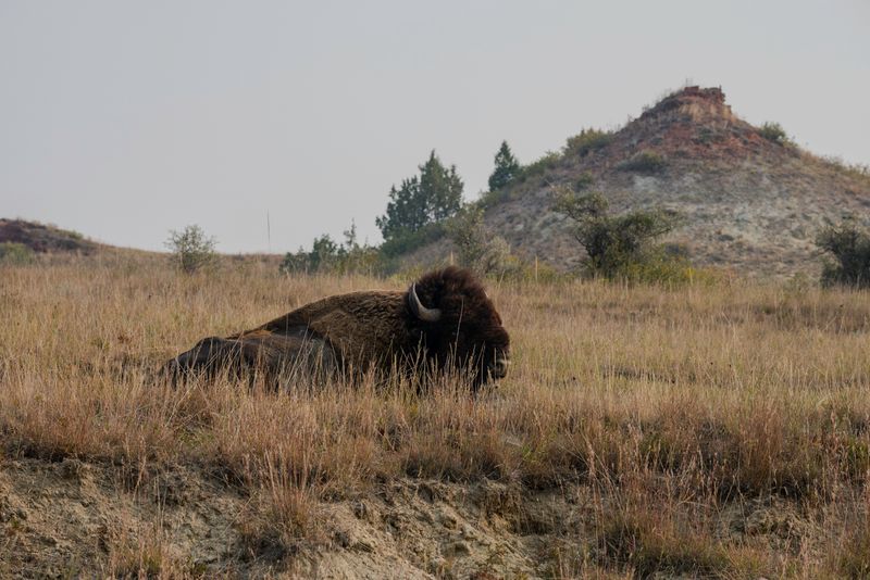 Theodore Roosevelt National Park South Unit