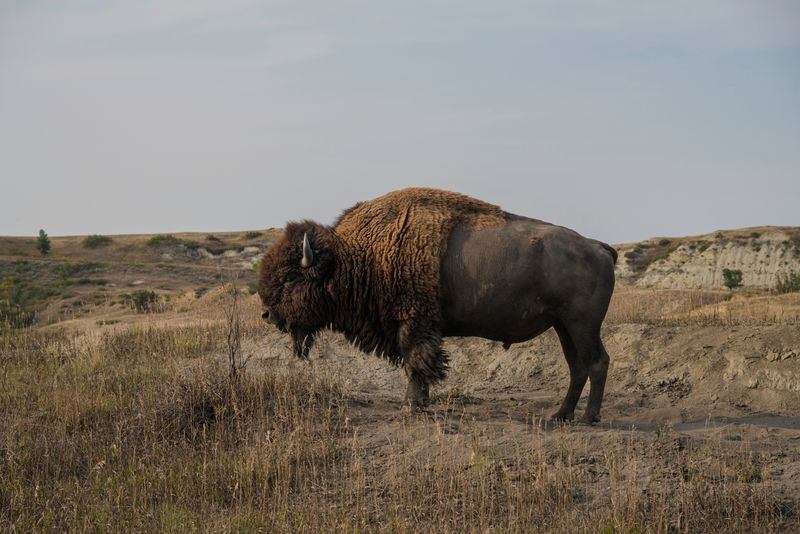 Theodore Roosevelt National Park South Unit