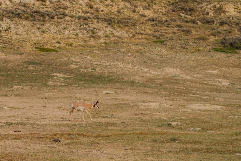 Theodore Roosevelt National Park South Unit