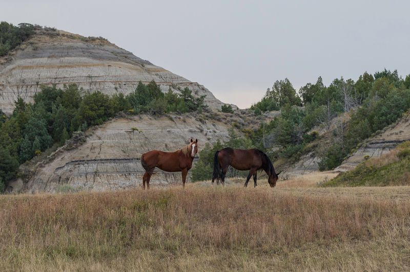 Theodore Roosevelt National Park South Unit