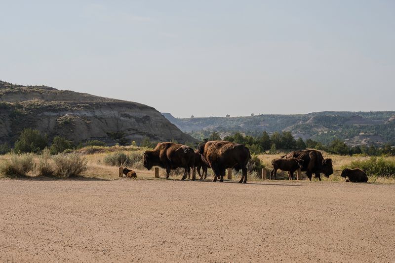 Theodore Roosevelt National Park South Unit