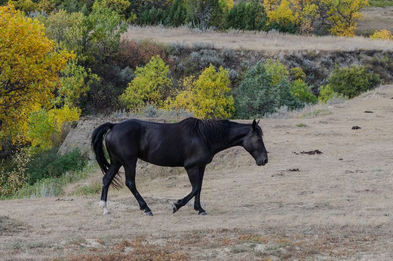 Teddy Roosevelt NP South Unit
