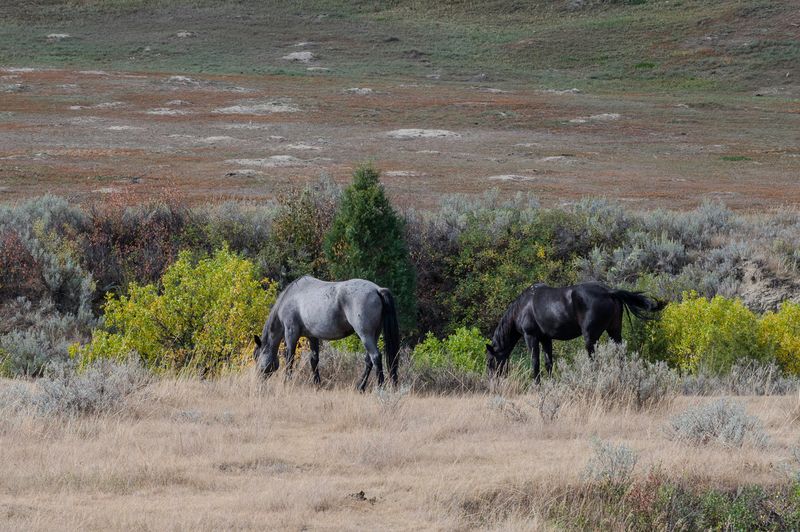 Teddy Roosevelt NP South Unit