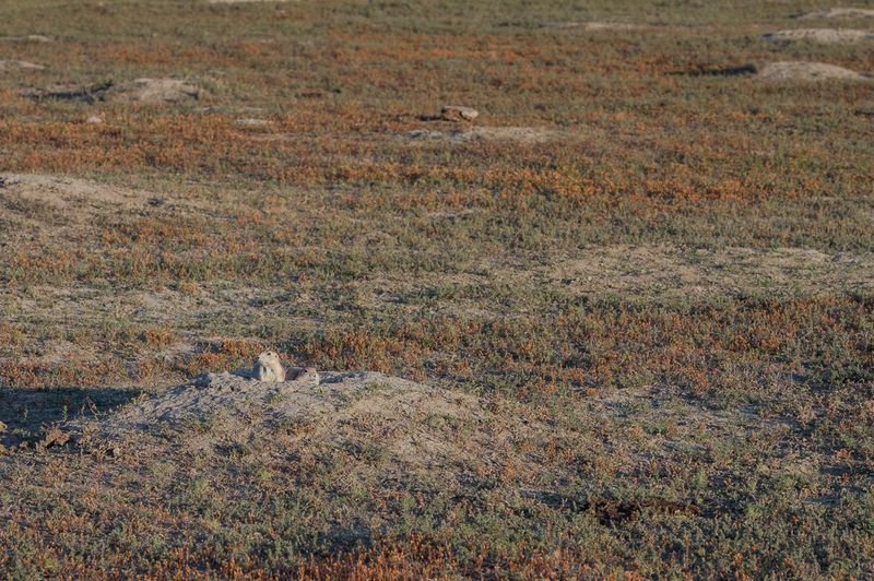 Teddy Roosevelt NP South Unit