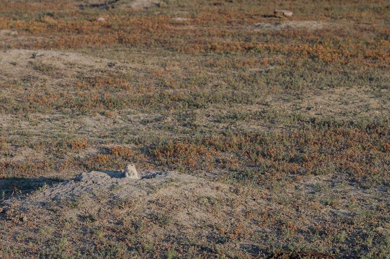 Teddy Roosevelt NP South Unit