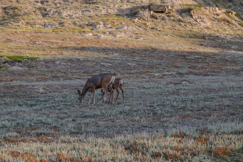 Teddy Roosevelt NP South Unit